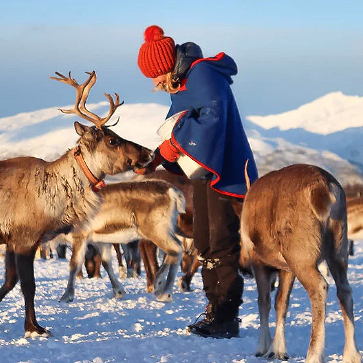 Reinsdyrforing og samisk kultur