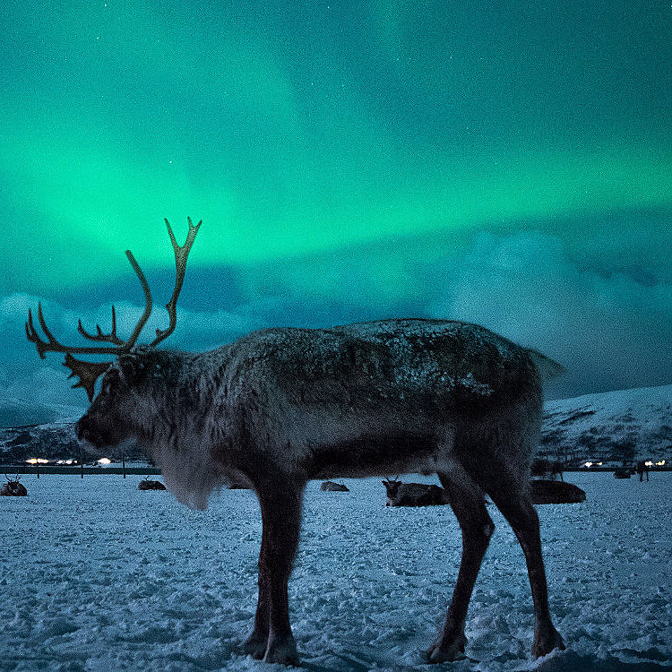 Reinsdyrsafari med sameleir og middag