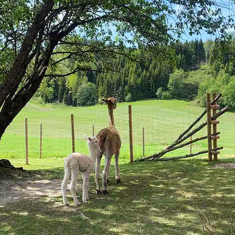 Stabbursnatt med alpakkaer