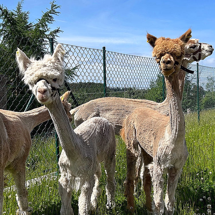 Dag i Alpakkaparken