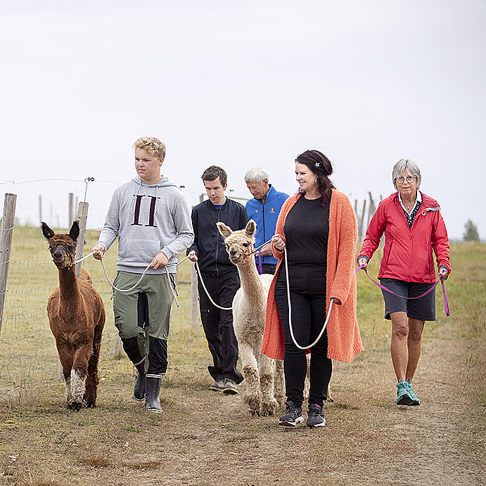 Alpakkavandring for familien