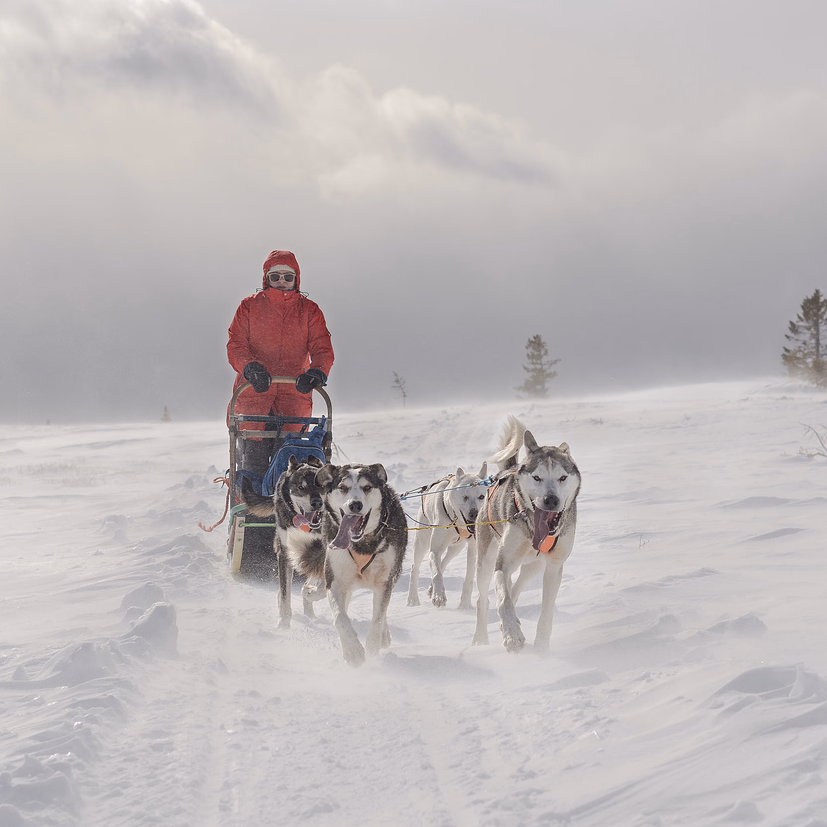 En person i rød jakke kjører hundeslede trukket av huskier gjennom et snødekt landskap under en overskyet himmel.