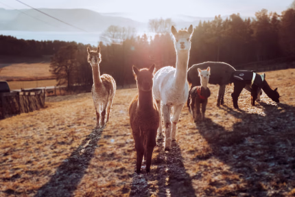 Opplev magien med alpakkavandring: Den perfekte opplevelsesgaven for alle aldre