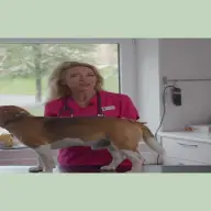 Hundekurs med Trude Mostue thumbnail 1