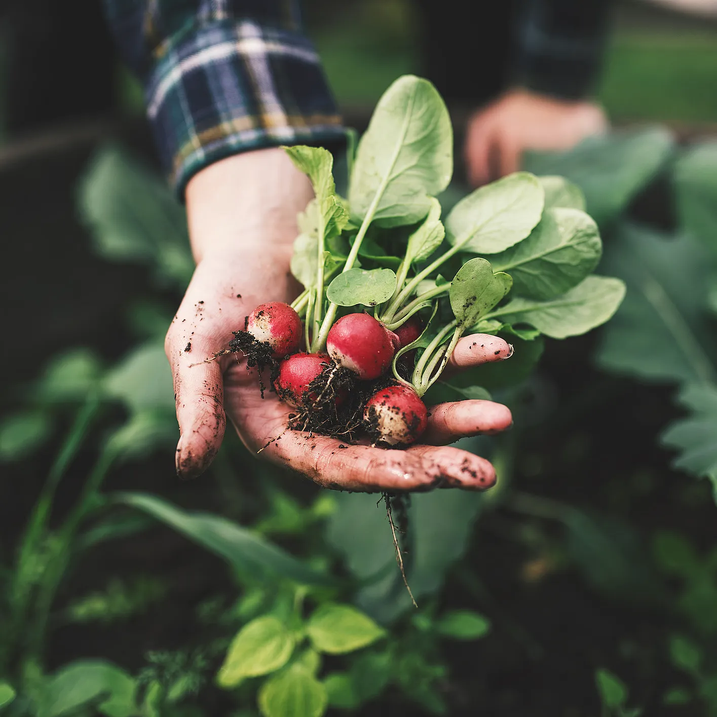 Kurs i grønnsaksdyrkning