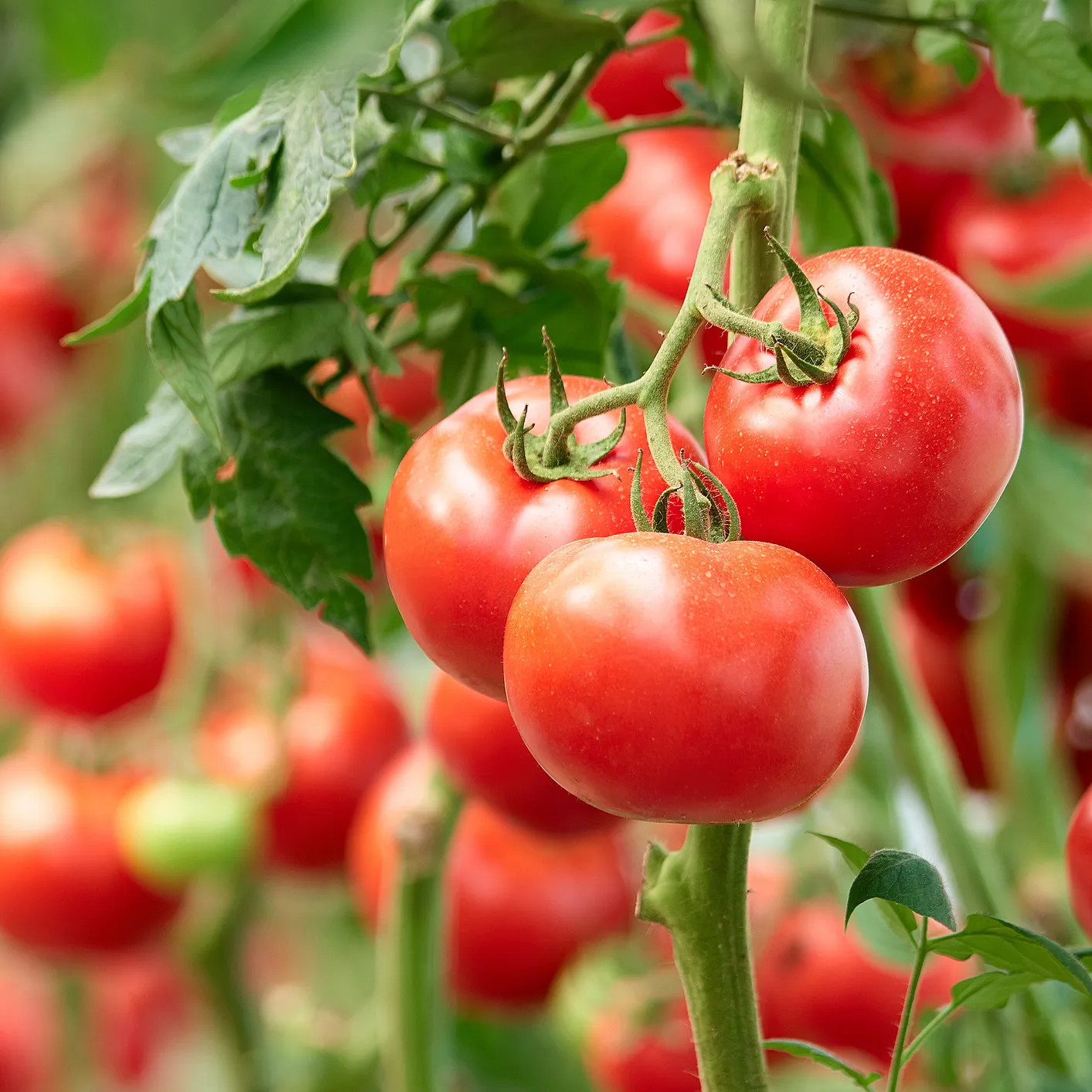 Kurs i grønnsaksdyrkning