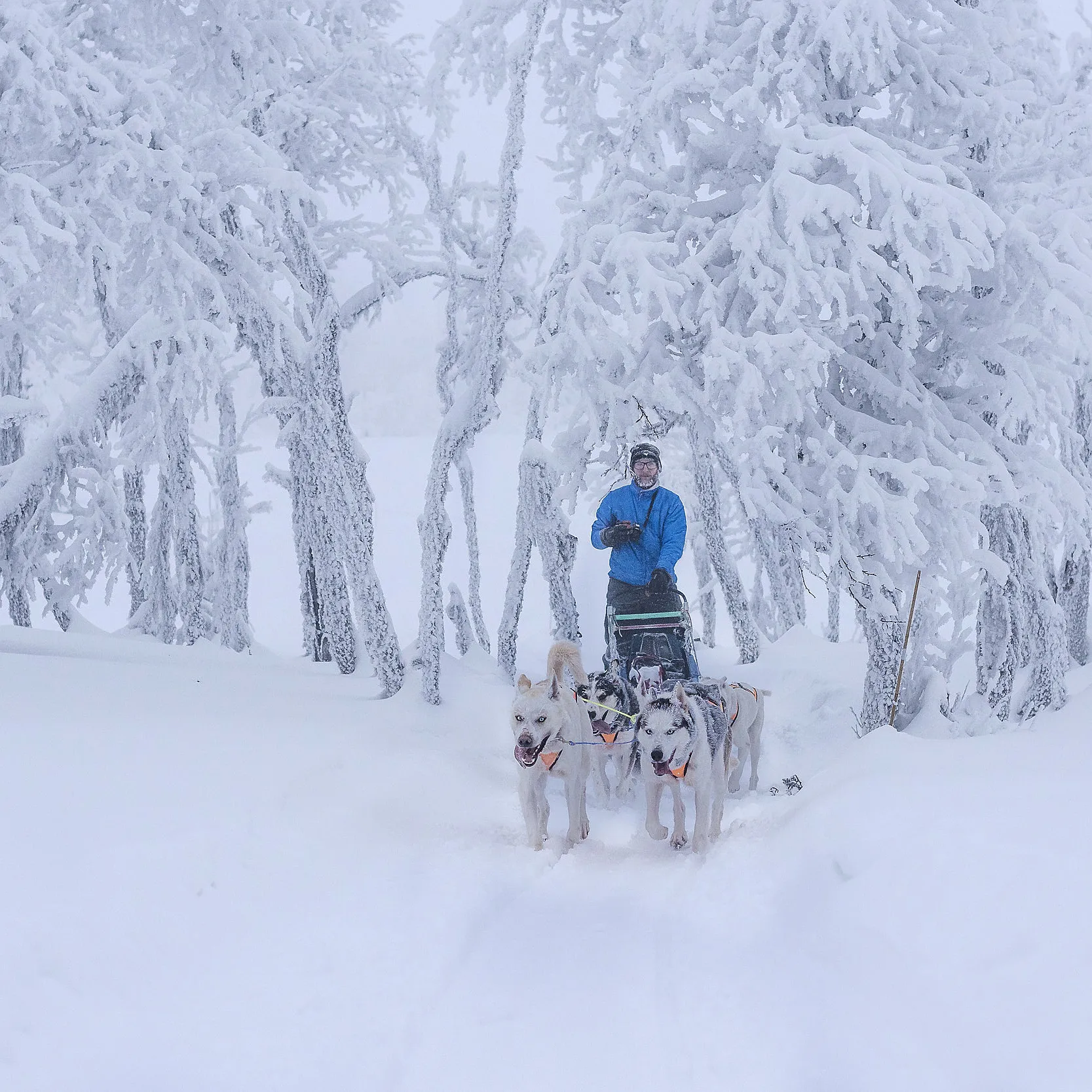 Hundekjøring, kennelbesøk og overnatting