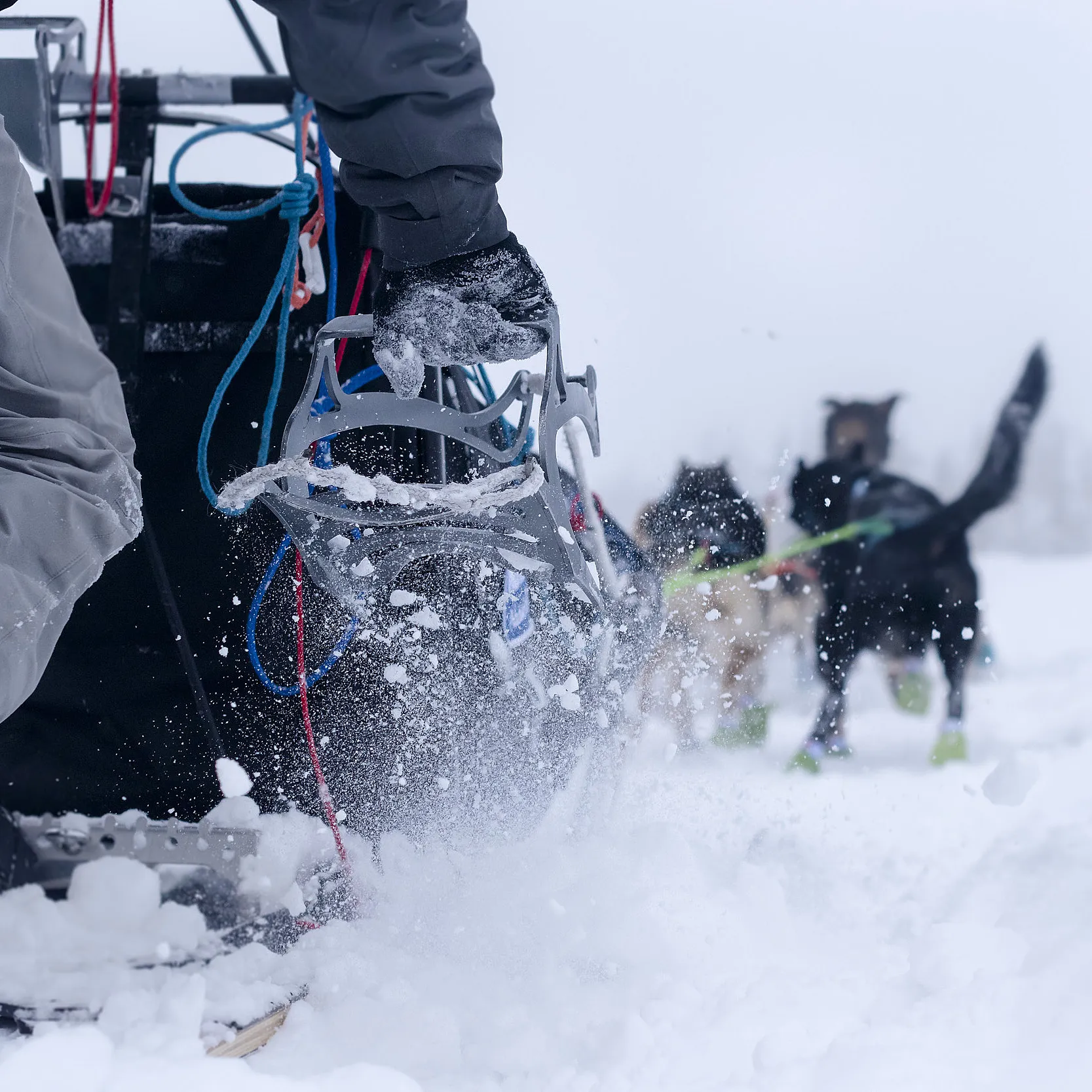 Hundekjøring, kennelbesøk og overnatting