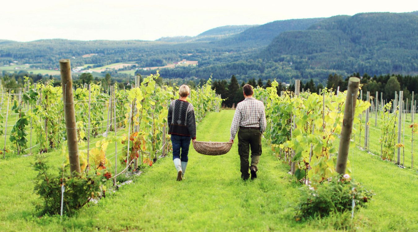 Norsk vingårdopplevelse