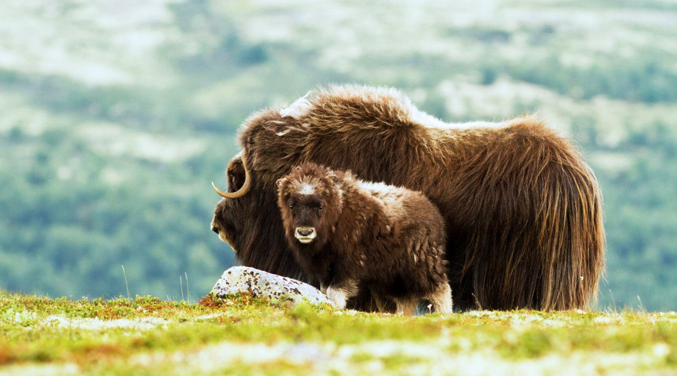 Moskussafari med lunsj