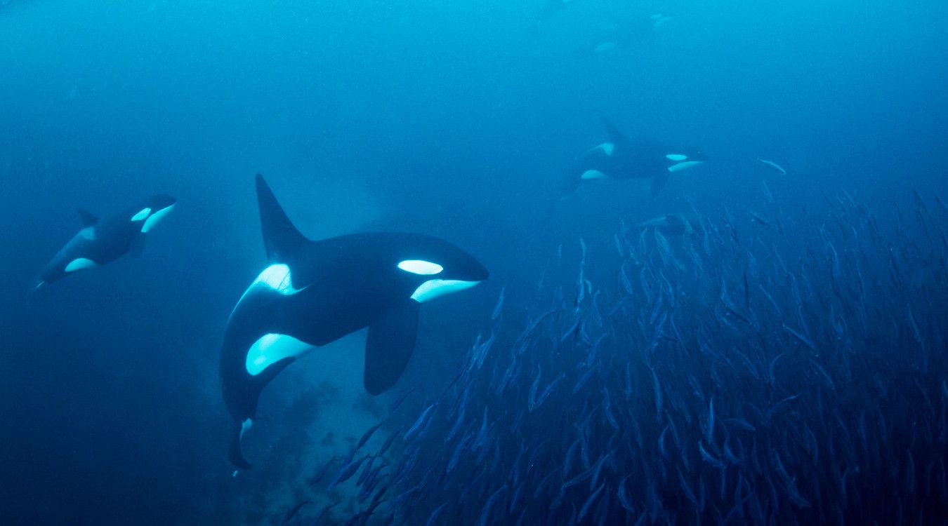 Snorkle med spekkhuggere