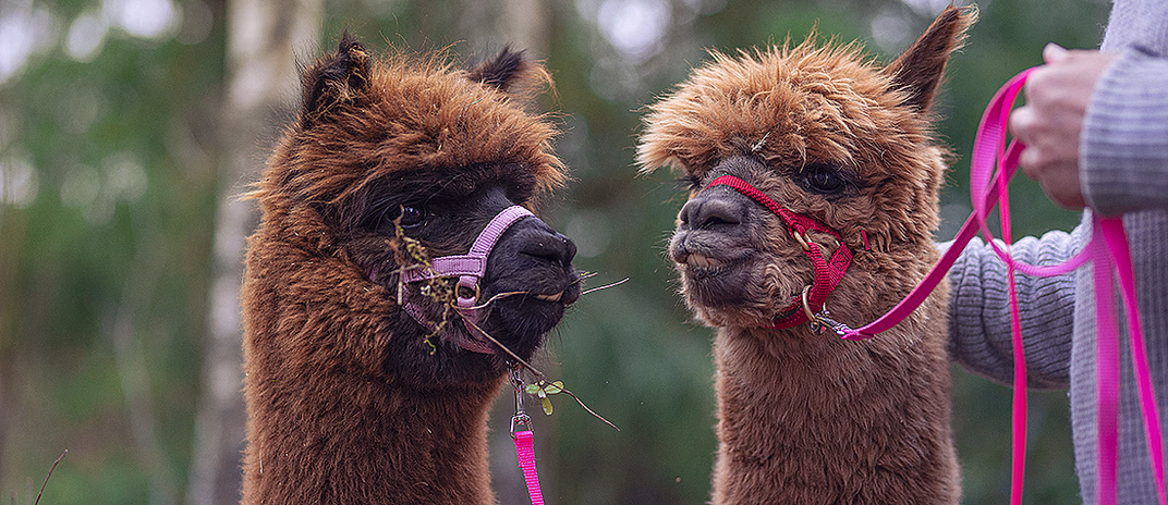 Alpakkavandring for to