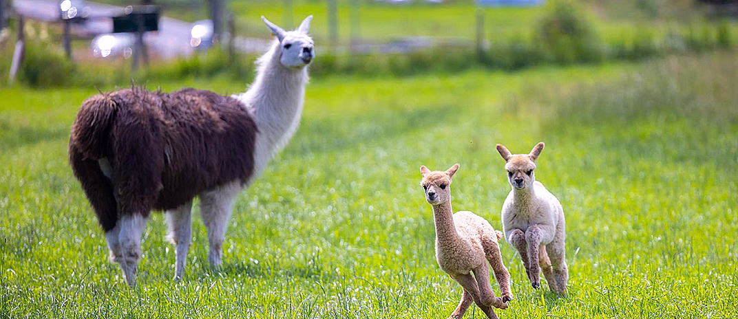 Alpakkavandring for familien