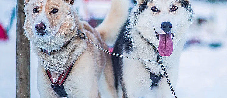 Hundekjøring deluxe