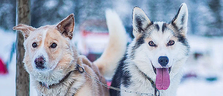 Hundekjøring heldagstur