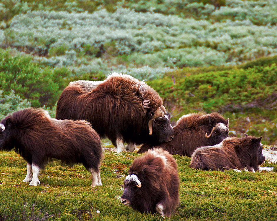 Moskussafari med overnatting