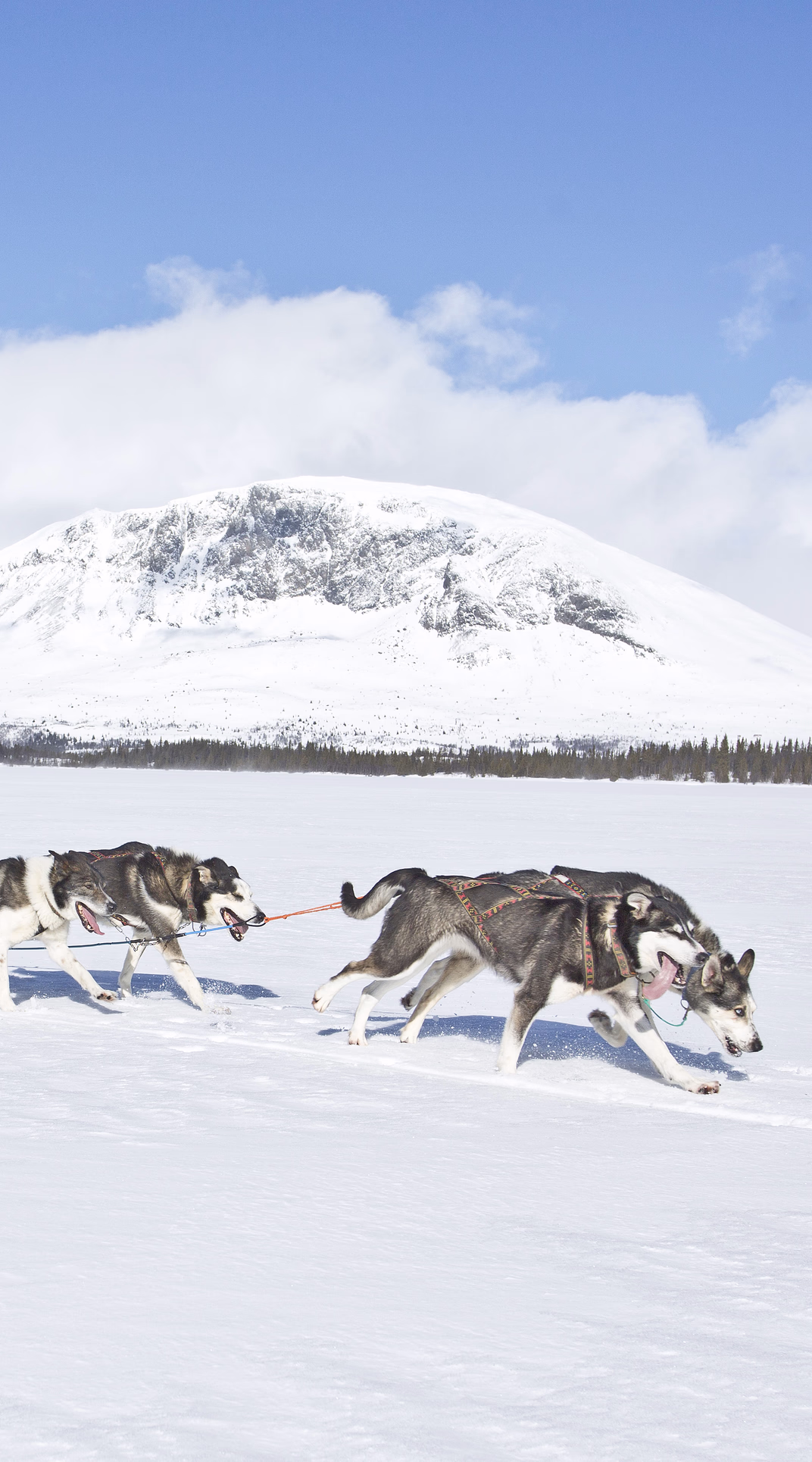 Hundekjøring deluxe