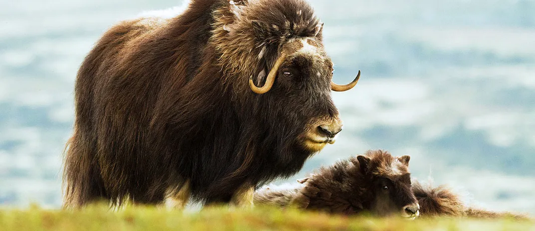 Moskussafari med overnatting