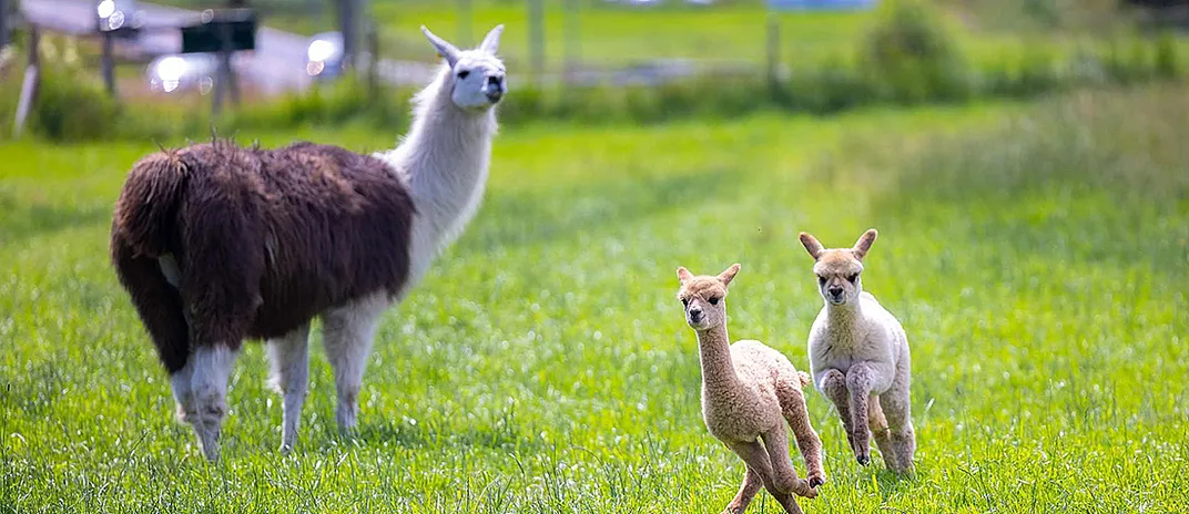 Alpakkavandring for familien