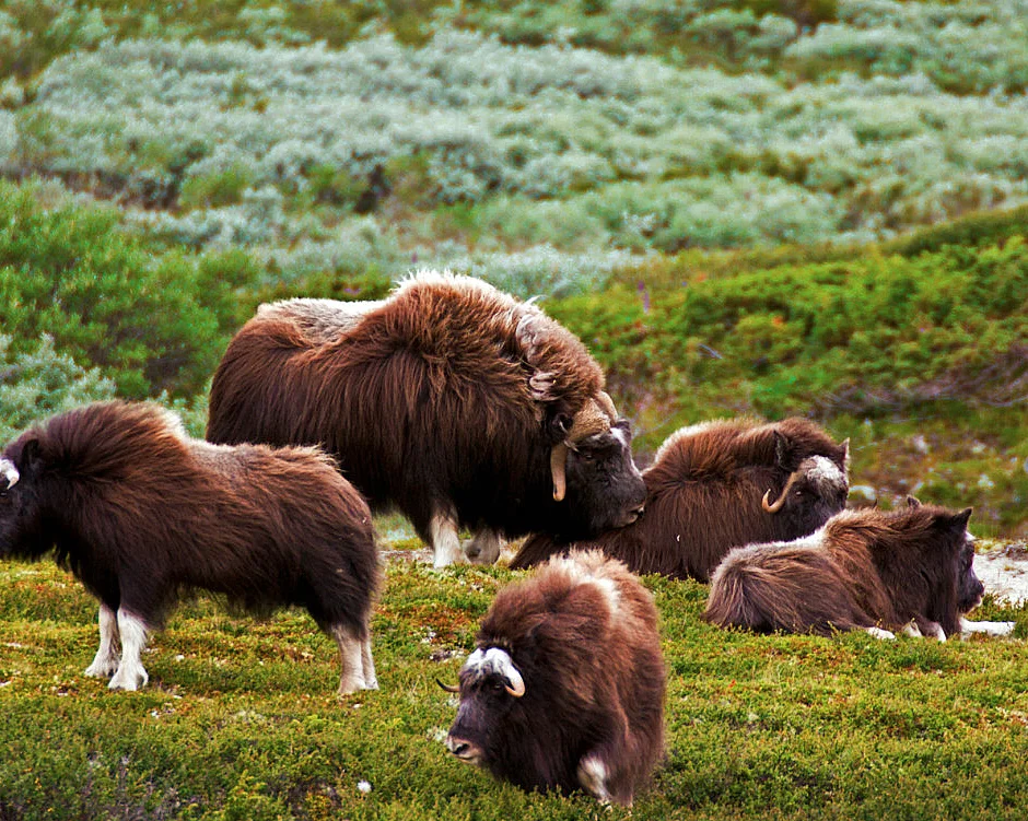 Moskussafari med overnatting