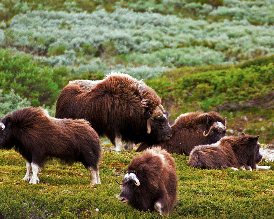 Moskussafari med overnatting