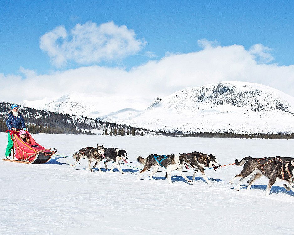 Hundekjøring deluxe