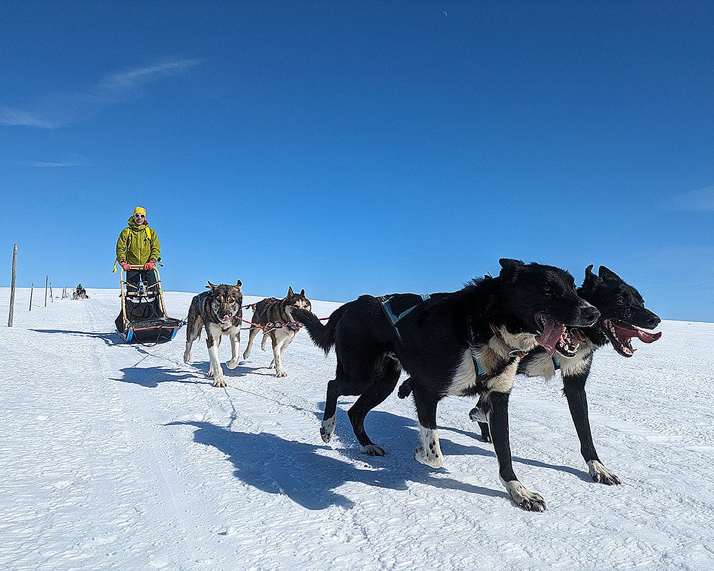 Hundekjøring heldagstur
