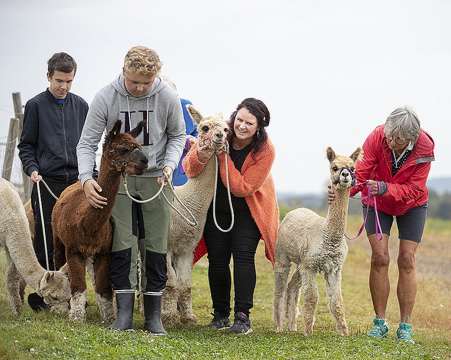 Alpakkavandring for to