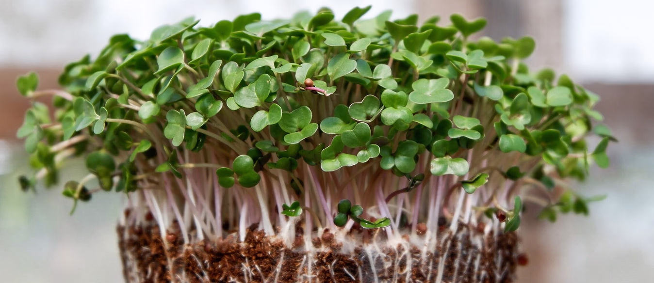 Kurs i hjemmedyrking