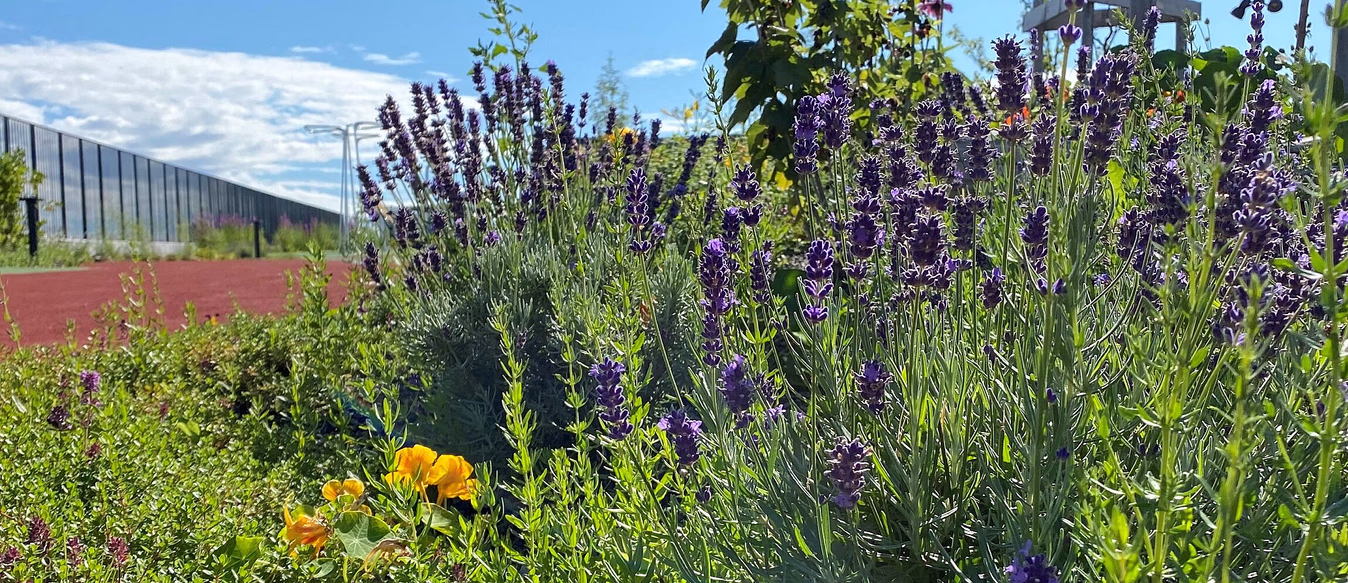 Sankekurs av urter og spiselige blomster