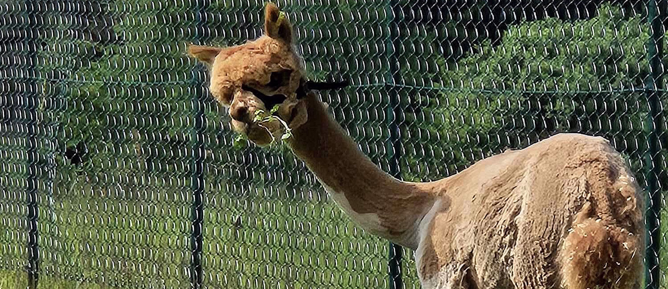 Alpakkaparken for familien