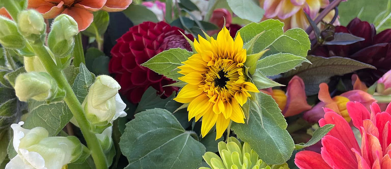 Kurs i blomsterdyrking