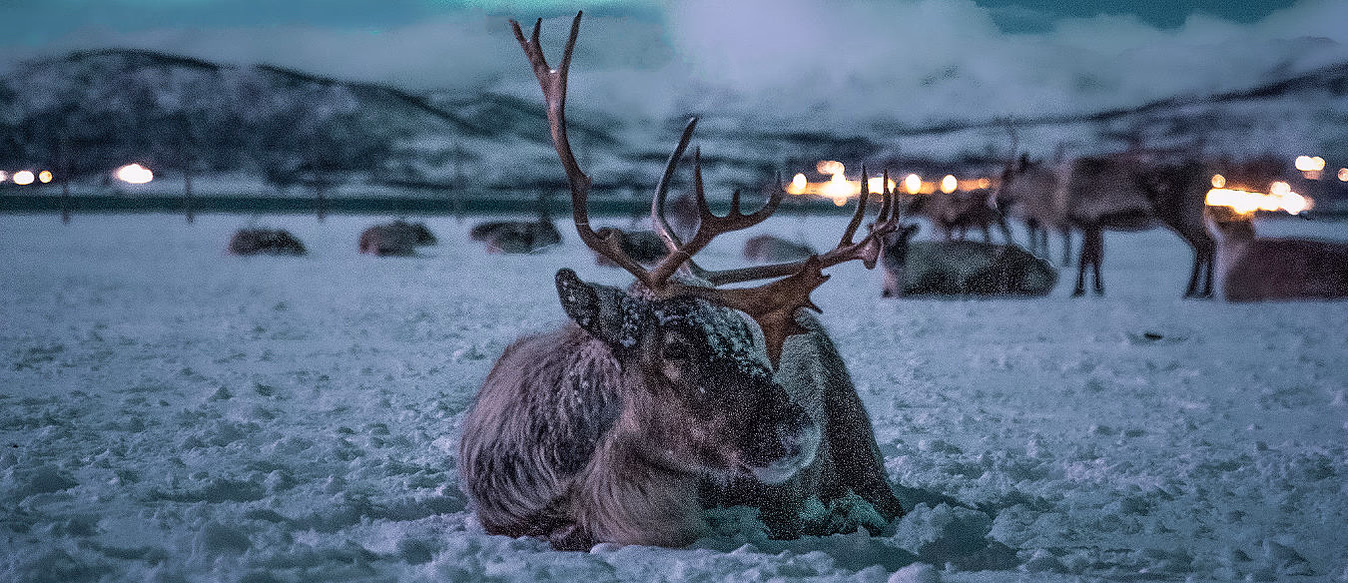 Reinsdyrsafari med sameleir og middag