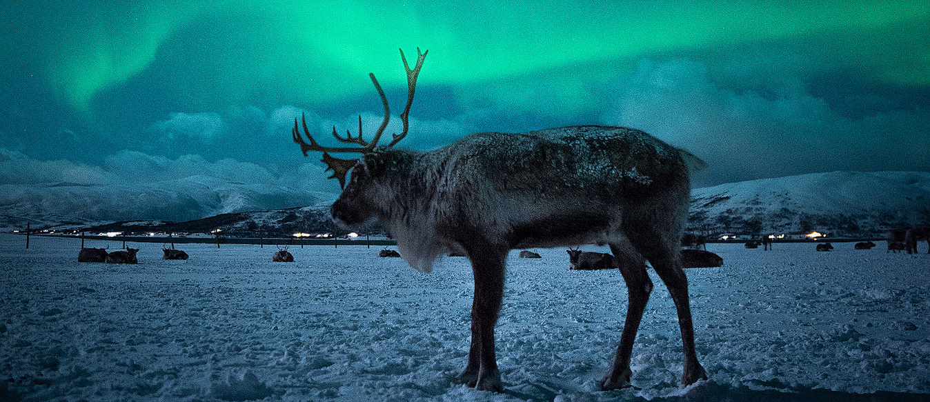 Reinsdyrsafari med middag og nordlys
