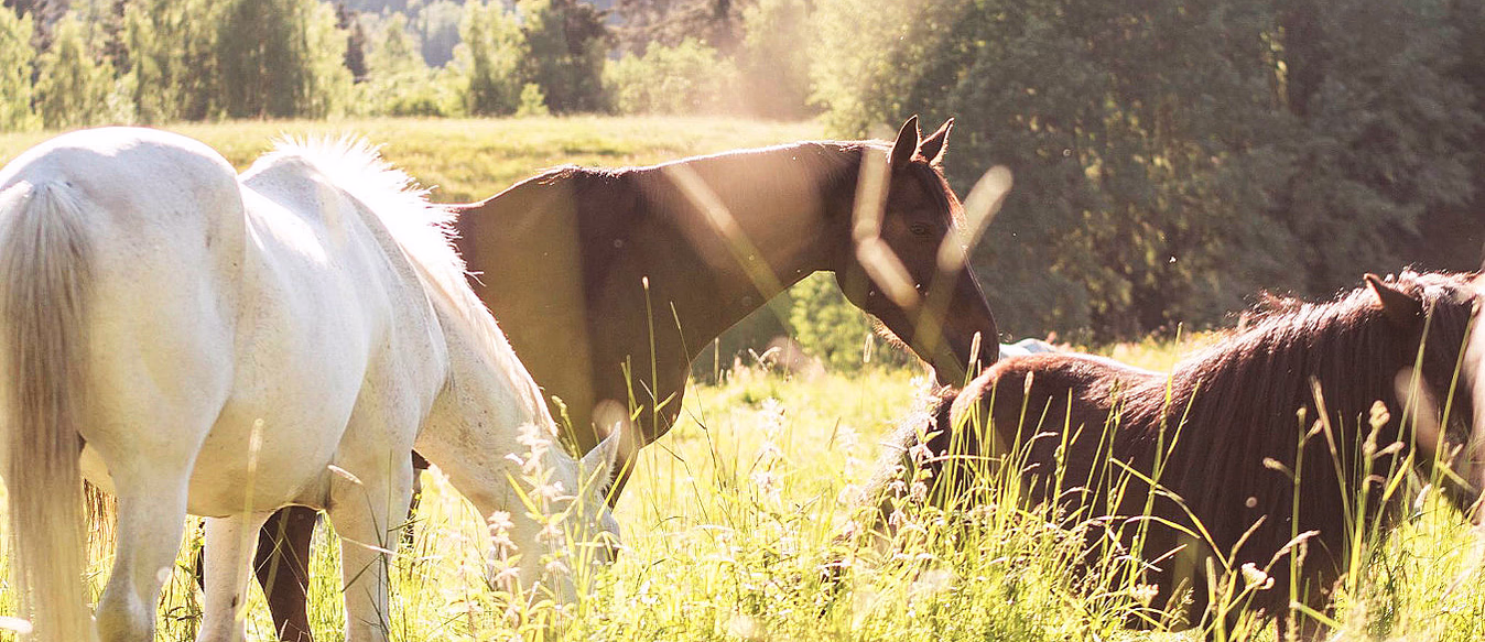 Ponniridning i skogen