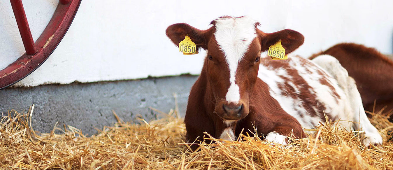 Familiedag i husdyrparken