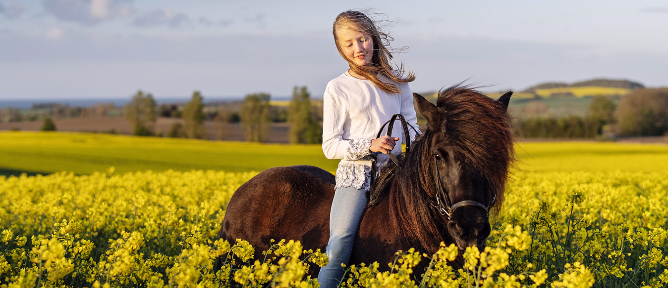 Heldagstur på islandshest