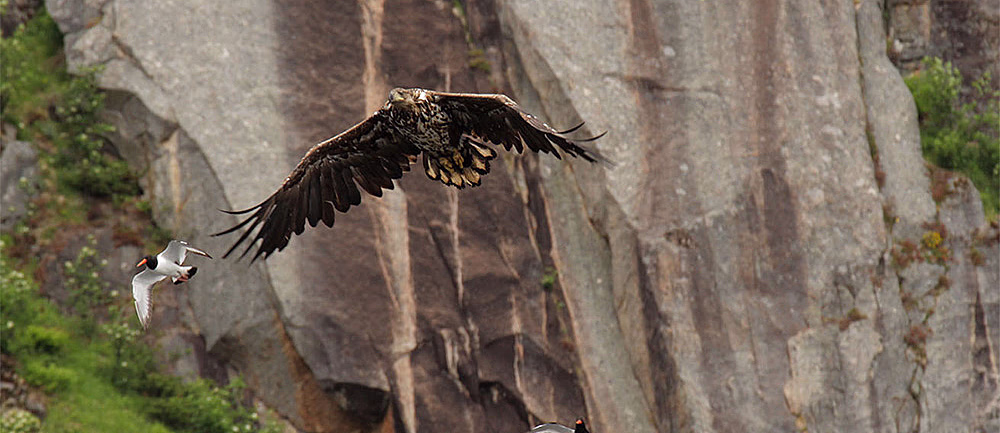 Natur- og havørnsafari