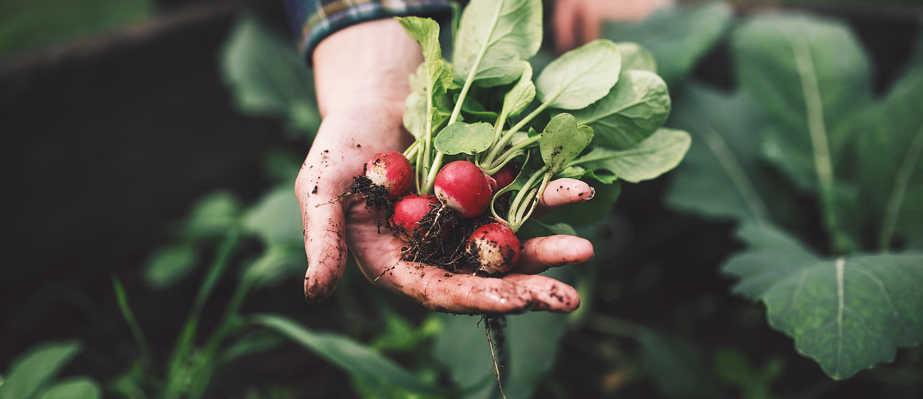Kurs i grønnsaksdyrkning
