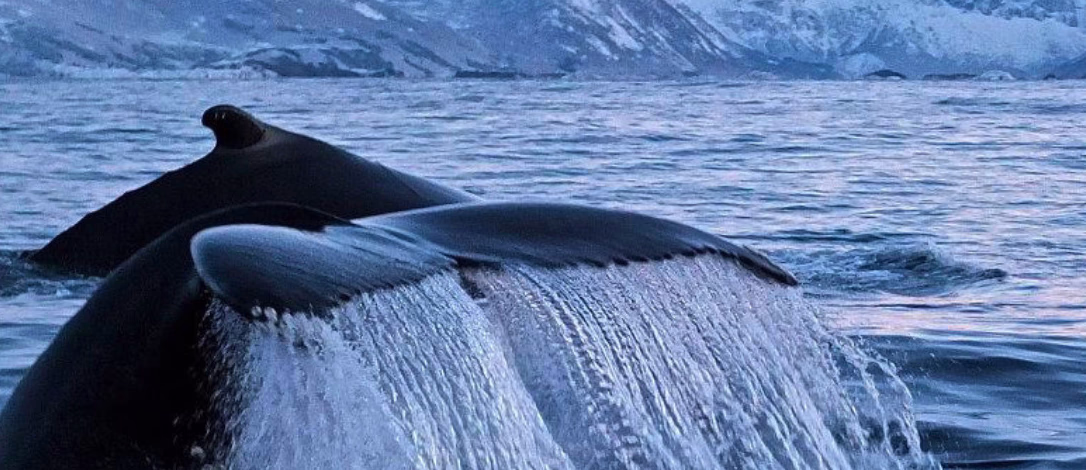 Nordlysweekend for to