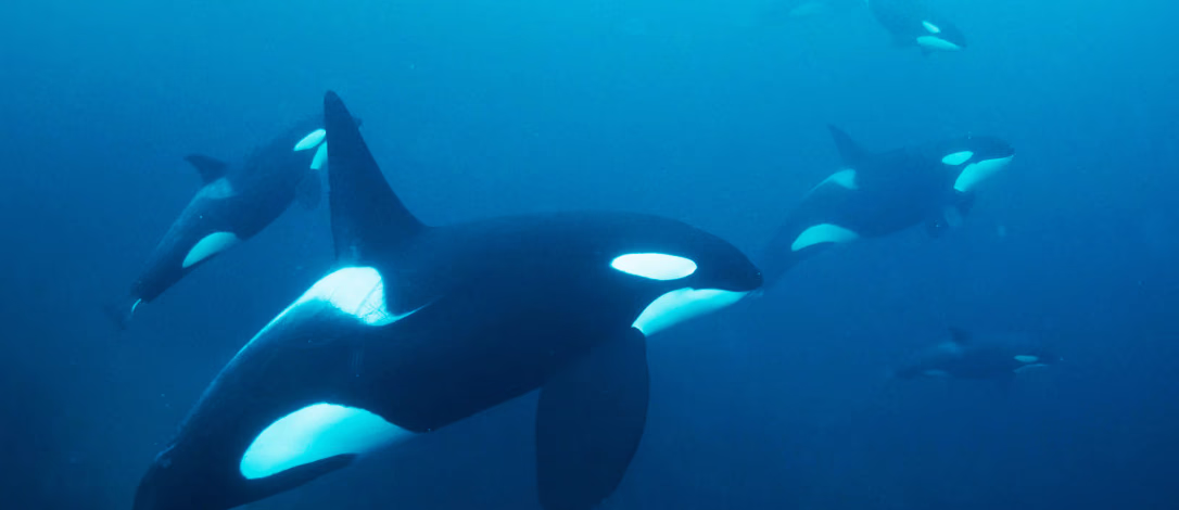 Snorkle med spekkhuggere