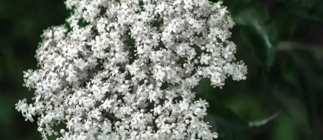 Hylleblomstsmaking med omvisning