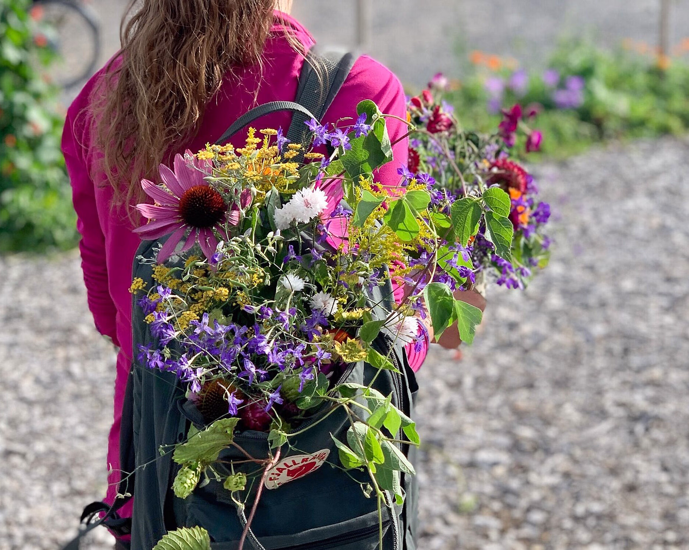 Sankekurs av urter og spiselige blomster