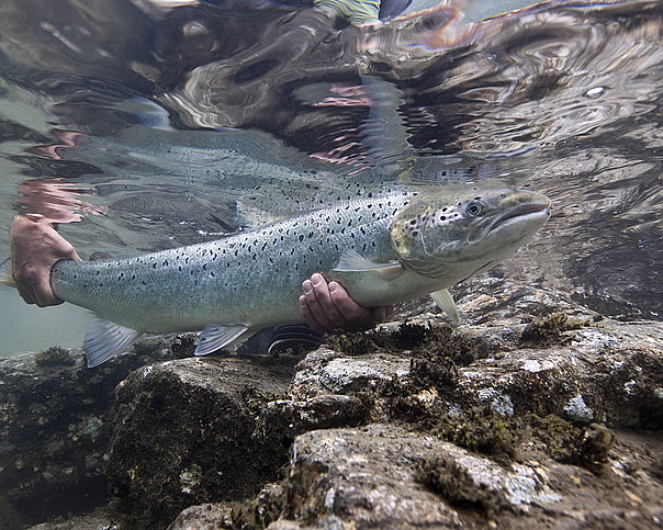 Laksefiske med guide