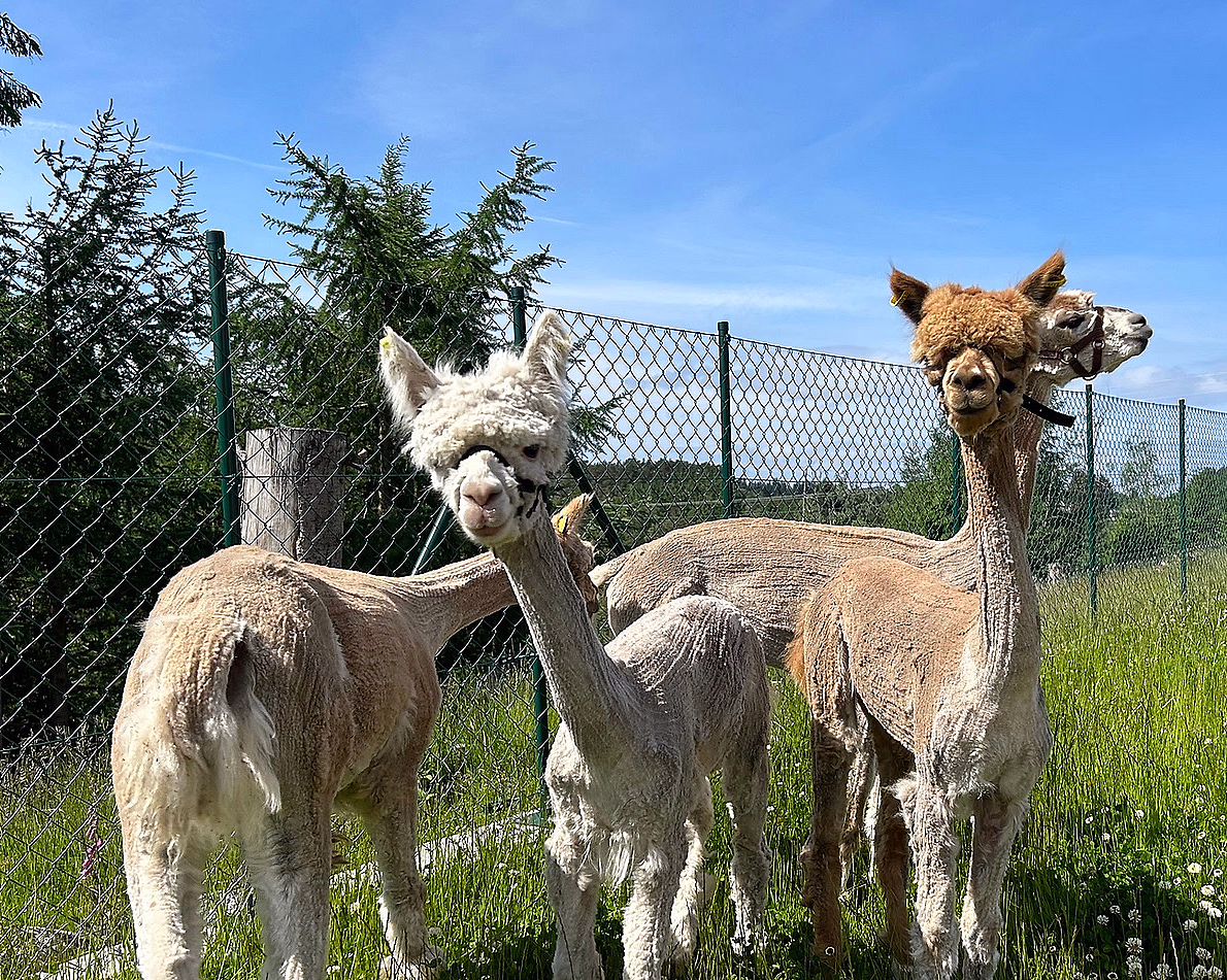 Dag i Alpakkaparken