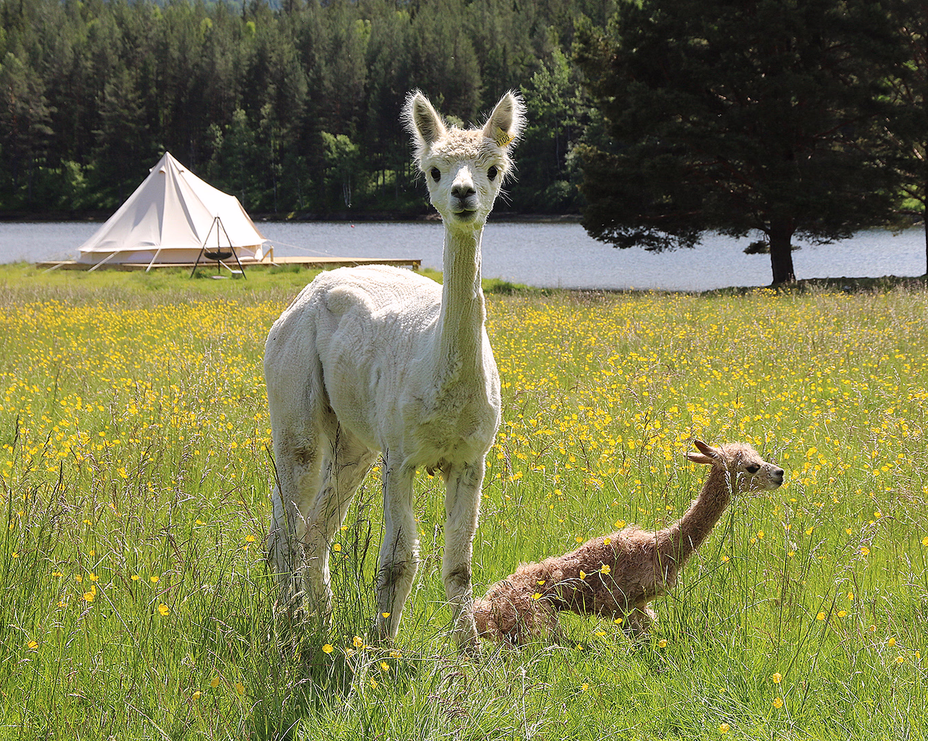 Alpakkaglamping