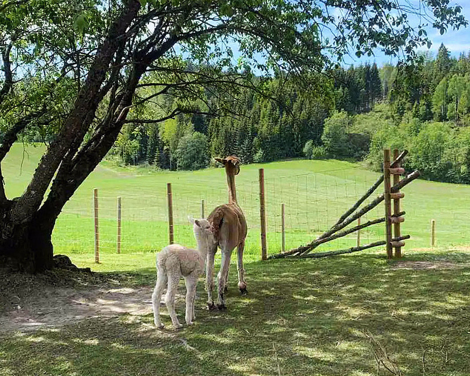 Stabbursnatt med alpakkaer