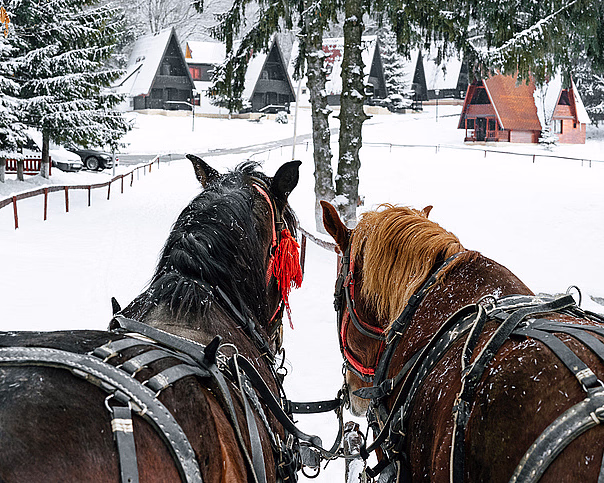 Skogsmiddag i Volldalskoja