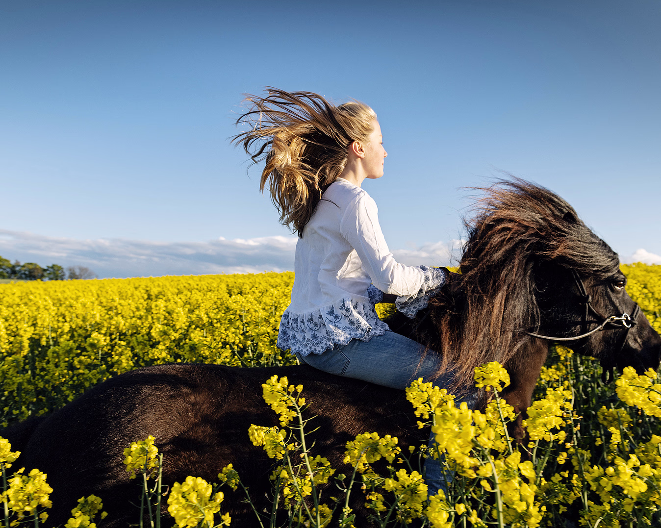 Heldagstur på islandshest