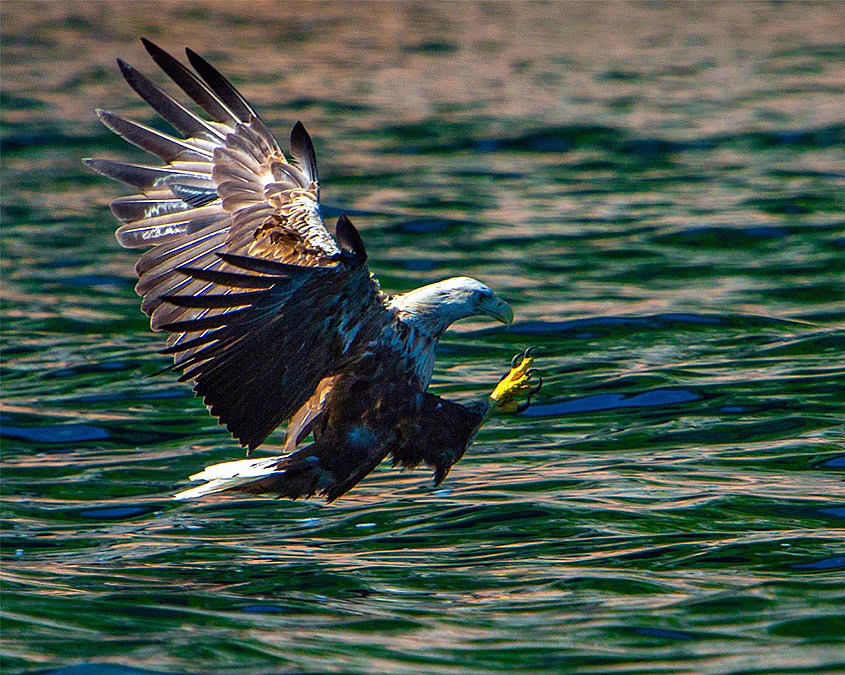 Natur- og havørnsafari